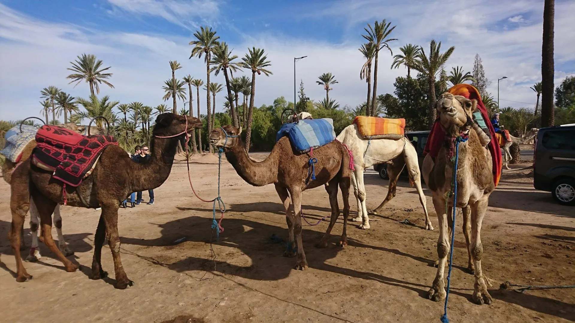 Balade à dos de dromadaire dans le désert marocain