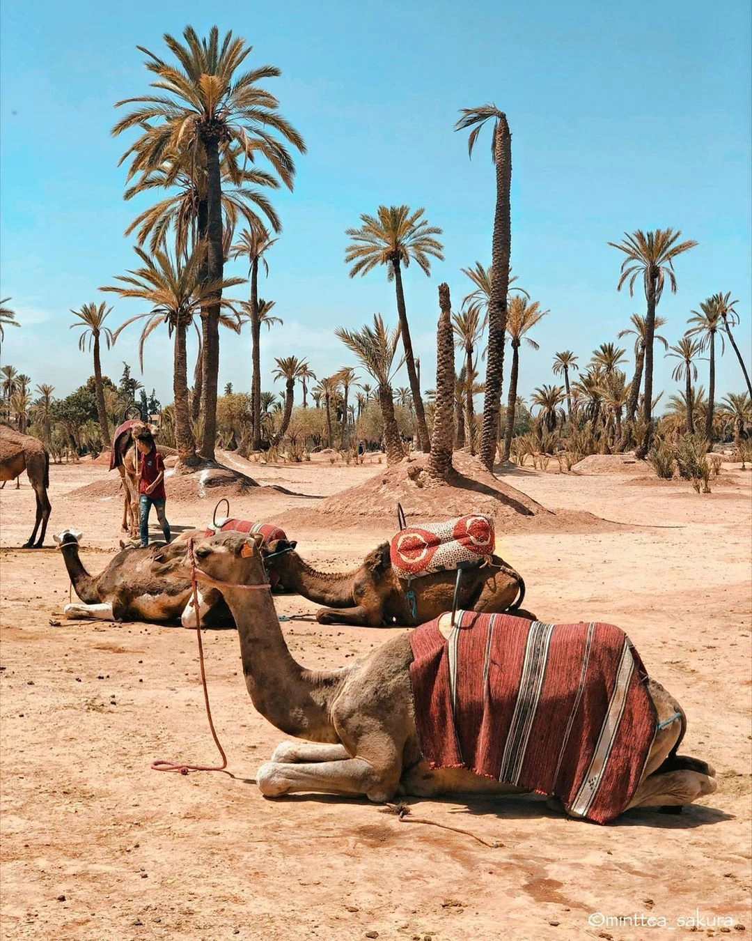 Sortie balade à dos de dromadaire dans la palmeraie de Marrakech